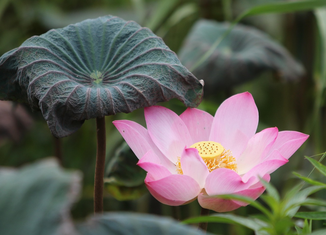 Exclusive Lotus365 Betting Options Review 2027: Bonus, App, Withdrawal Tested